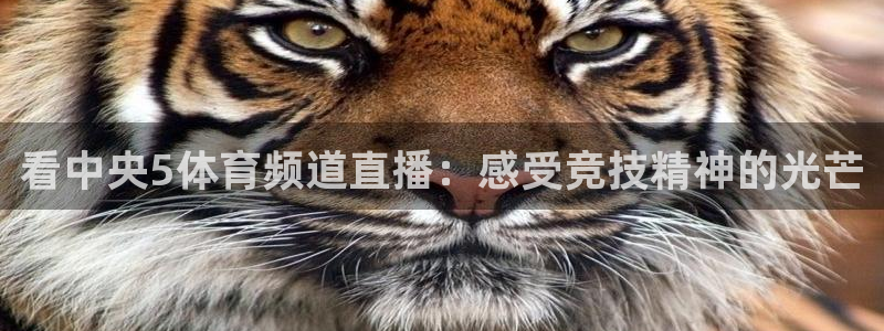 乐球体育直播app：看中央5体育频道直播：感受竞技精神的光芒